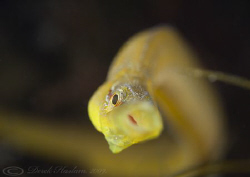 Snake pipefish. Menai straits. D3, 60mm. by Derek Haslam 
